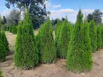 Tuja Szmaragd! 160,180,200,220cm! Tuje! Thuja Smaragd! Dowóz! Sadzimy!