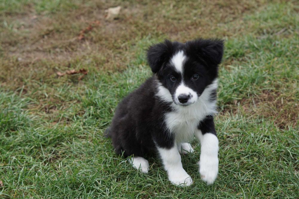 Border collie , chłopiec czarno biały ZKwP / FCI