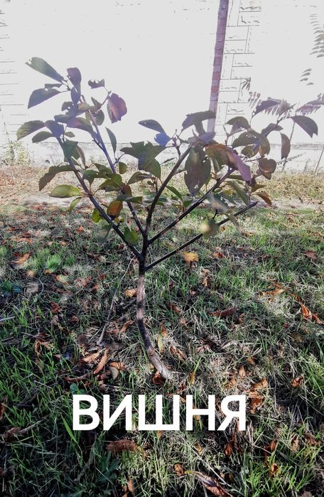 Саженцы Вишня и Орех