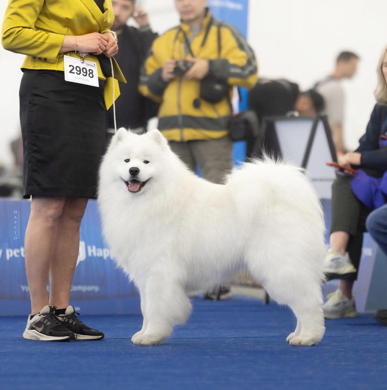 Już są  na świecie   Samoyed szczenię ZkwP FCI