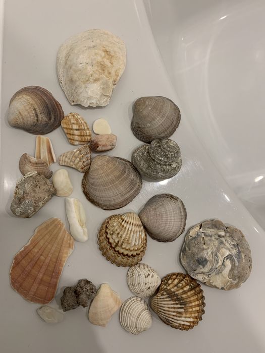 Ракушки, камни морские