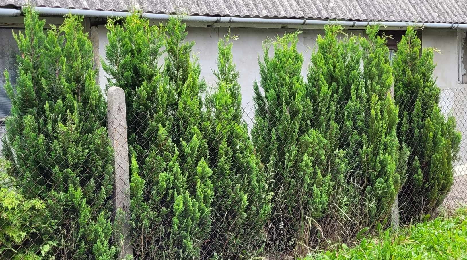 Thuja szmaragd i inne 200cm