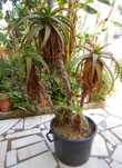 Vaso com Cato ALOÉ - Candelabra Aloe
