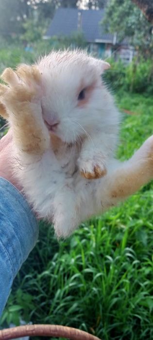 Мінні Лоп, вісловухі та інші торчевухі