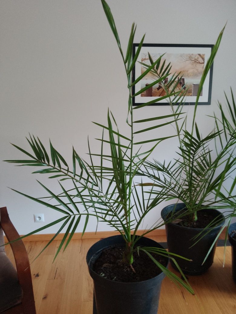 Palma daktylowa kanaryjska  na taras, balkon czy do ogrodu