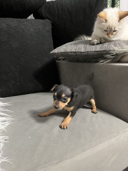 Pińczer miniaturowy ratlerek