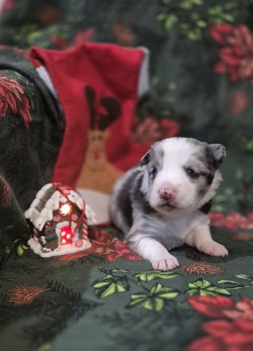 Border collie suczka blue merle