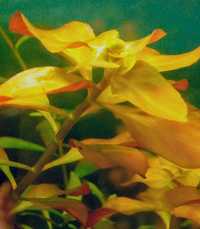 Растения аквариумные набор.