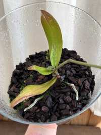 фаленопсис орхідея phal. stuartiana var. nobilis