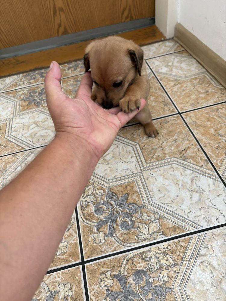 Oddam w dober ręce piesek ma 22dni mały bedzie juz sam je za darmo odd