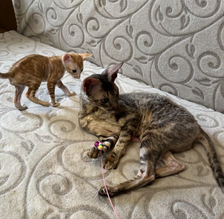 Кошенята Корніш-рекс, породистые котята Корниш-рекс