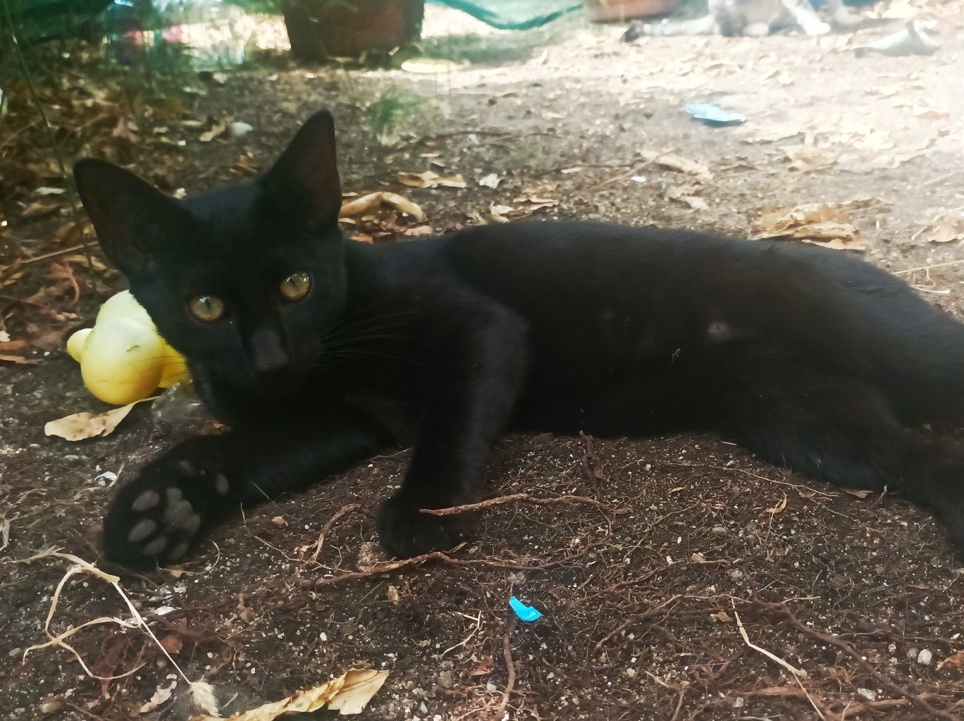 Gatinho preto muito meigo