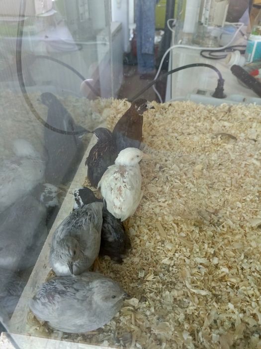 Тераріум великий