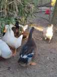 Patos  Rouen .....