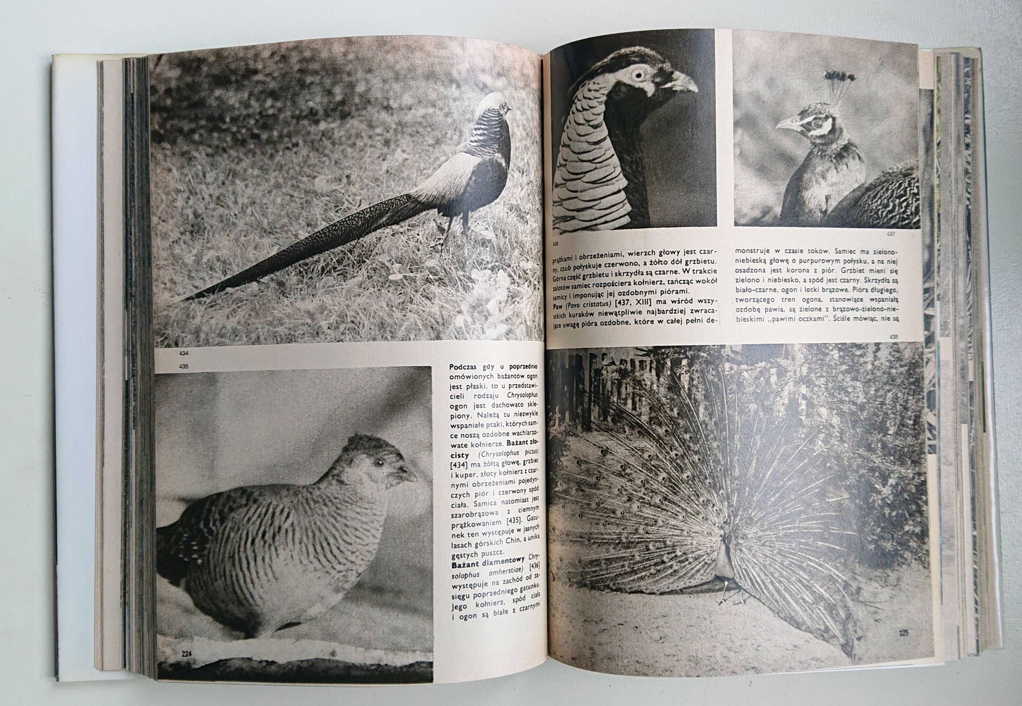 "Wielki atlas ptaków" - 1989