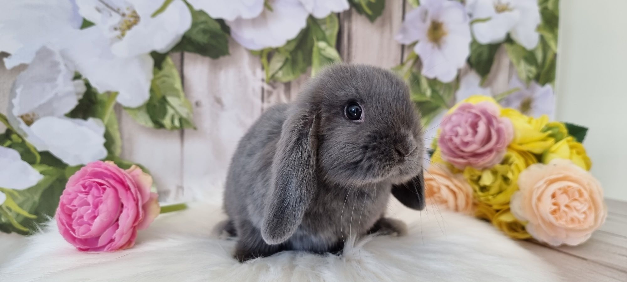 Mini lop śliczne maluchy gotowe do odbioru