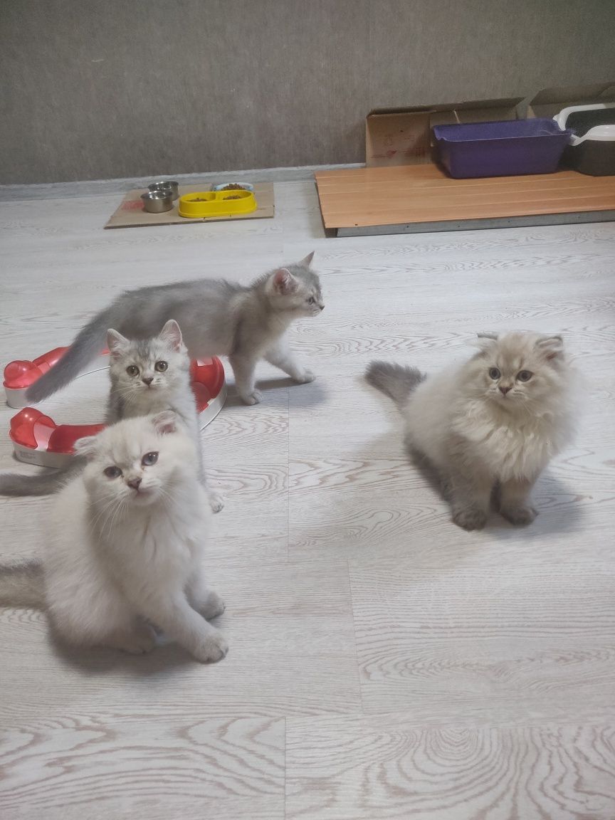 Летняя распродажа.Шотландские вислоухие котята,скоттиш фолд, скотиш ст