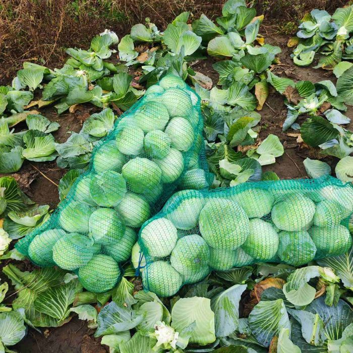 Продам капусту агресор