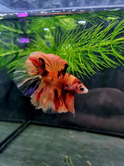 Bojownik HM nemo