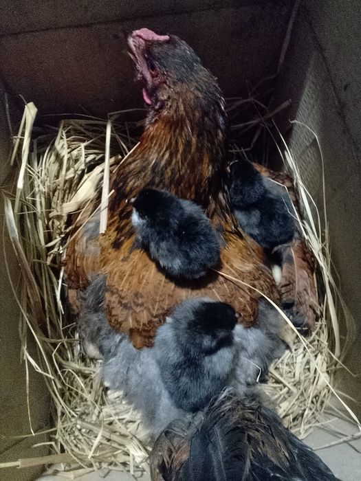 Продам подброшенный ціплята Джерсіский гігант