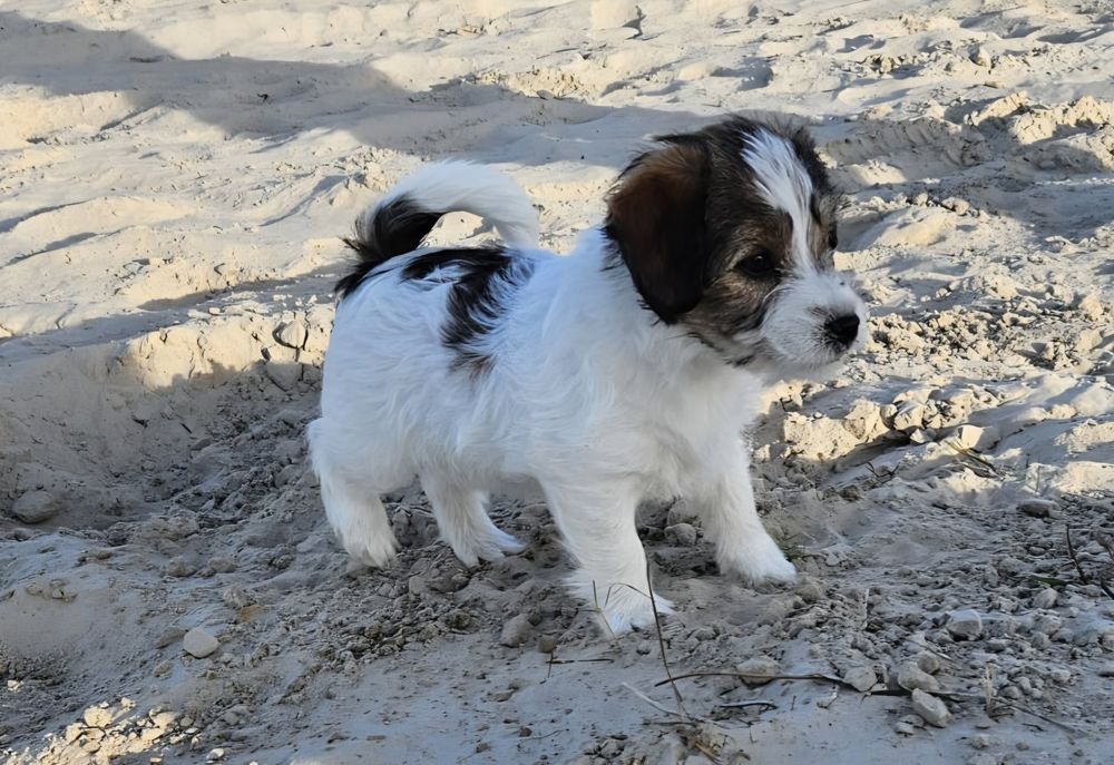 Jack Russell Terrier szorstkowłosy