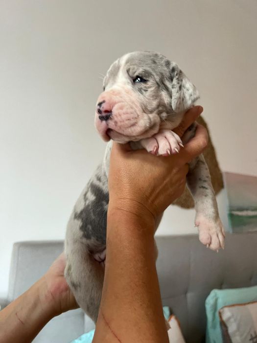 Dogue alemao femea com Lop