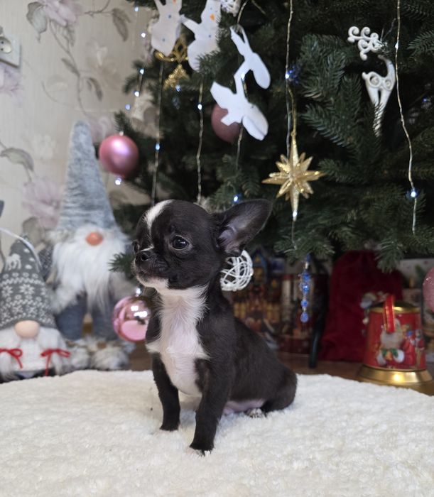 Неймовірні красунчики. Міні чихуахуа.