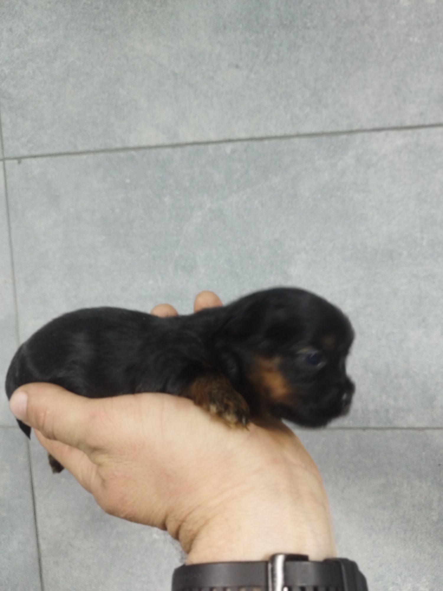 Yorkshire terrier mini