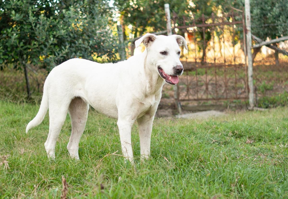 Sunia w typie labradora