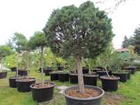 Bonsai,niwaki,pendula ,fastigiata,taras,balkon,solitier