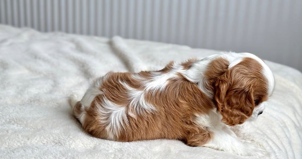 Кавалер Кинг Чарльз спаниель