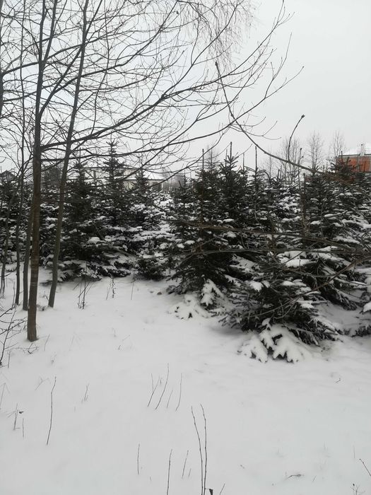 Choinki z plantacji - Świerki Walendów