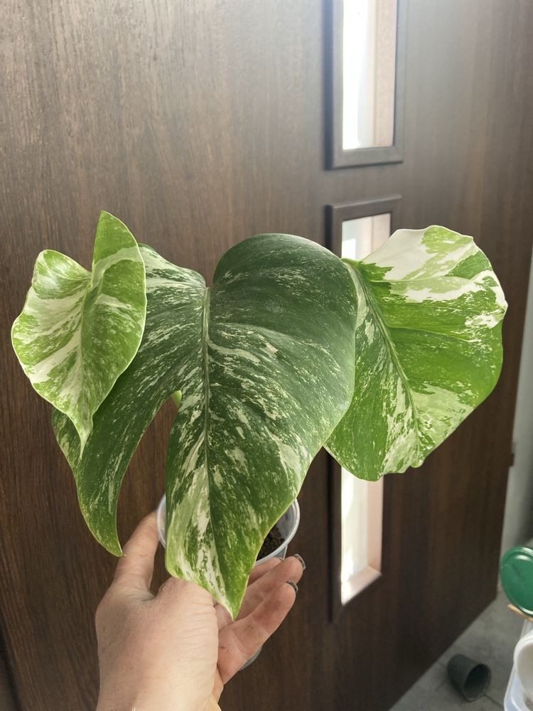 Monstera borsigiana variegata