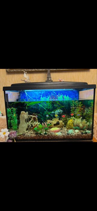 Продам акваріум з усім необхідним