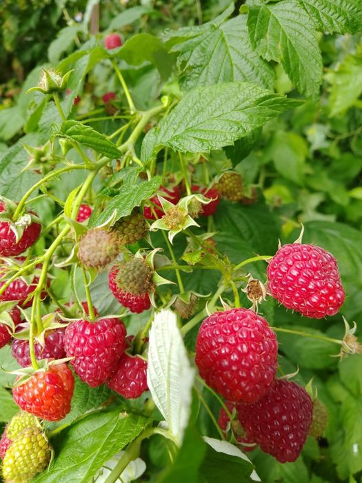 Sadzonki malin Sugana