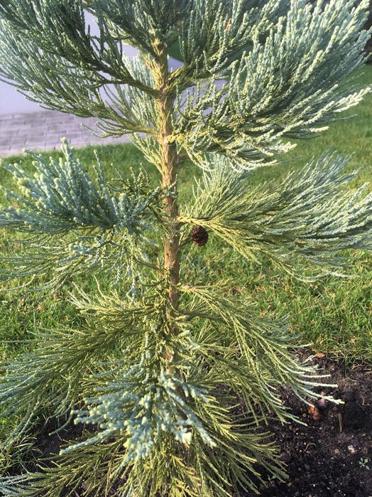 Mamutowiec olbrzymi - drzewo iglaste