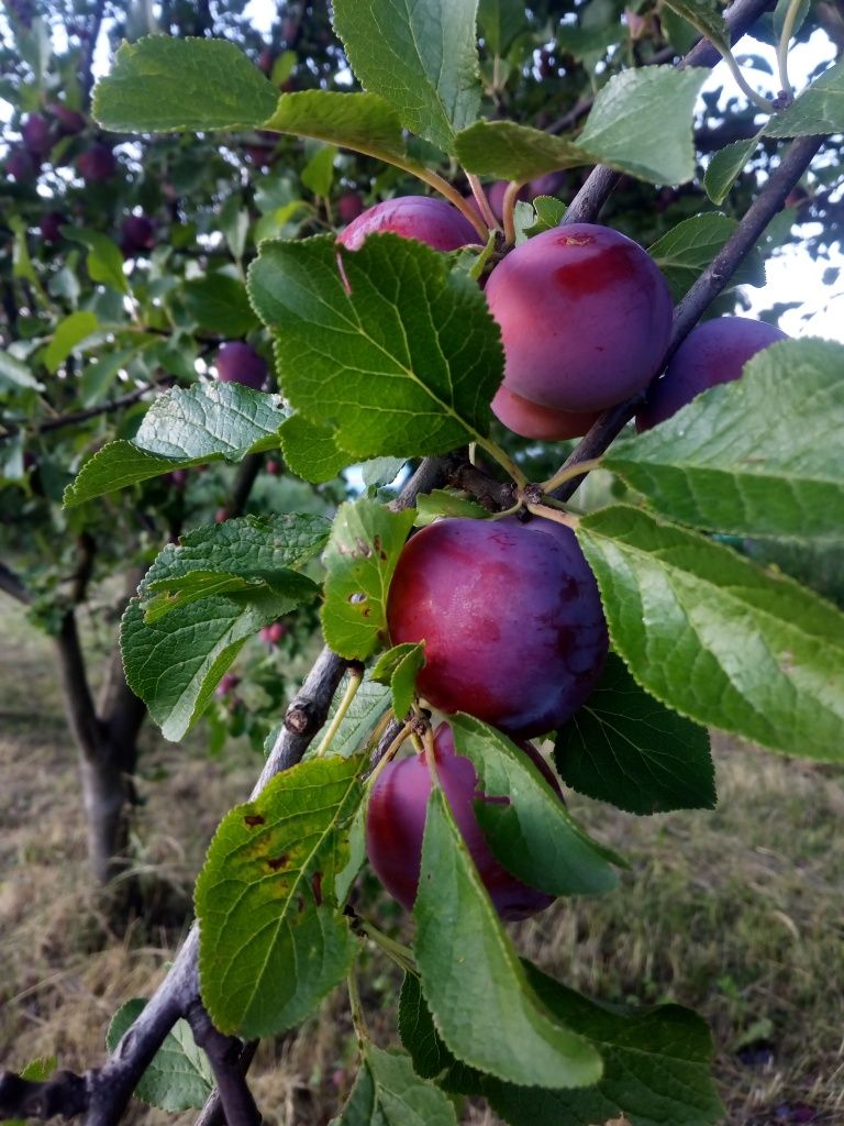 Sprzedam śliwki, wiśnie i borówki.