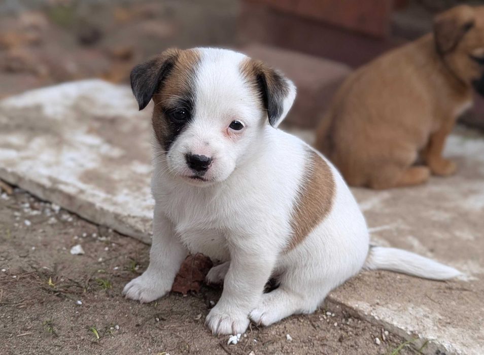 Śliczne małe pieski do oddania