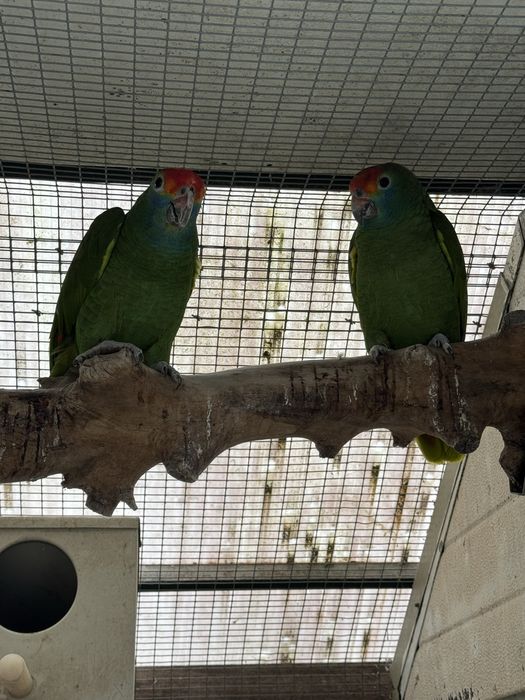 Papagaio amazona rhodocorhytha