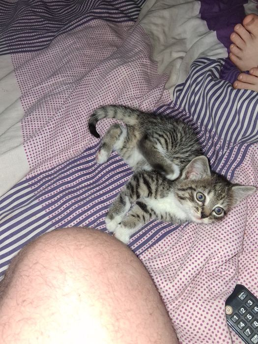 Oddam za darmo  kotka