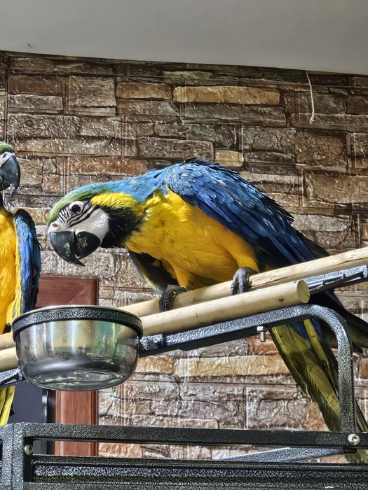 Arara Ararauna Grande Porte - 4 meses