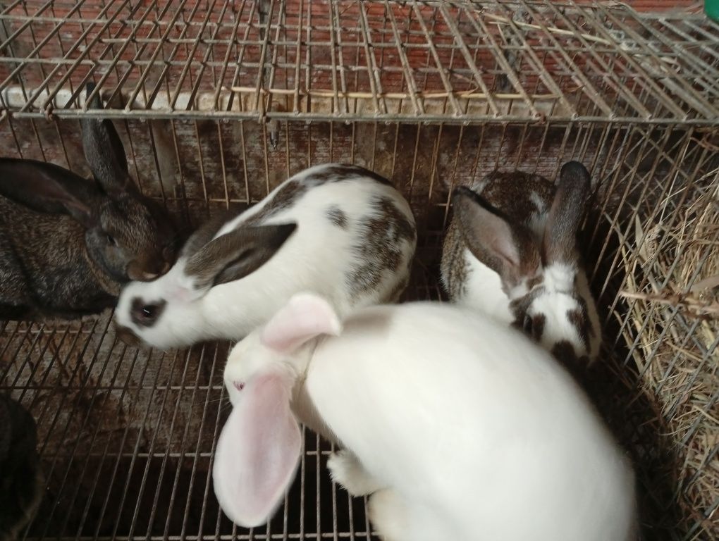 Coelhos caseiros