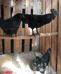 Ovos Ayam Cemani