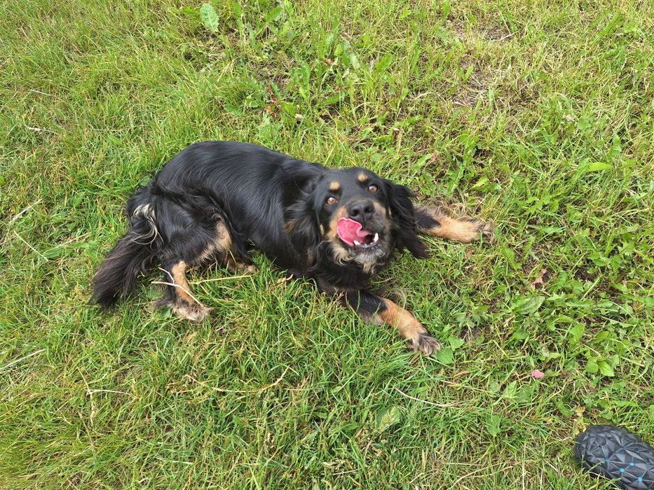 Sucka do oddania. Gotowa do odbioru.