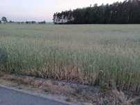 Działka budowlana 2999m² - Grabów Wójtostwo