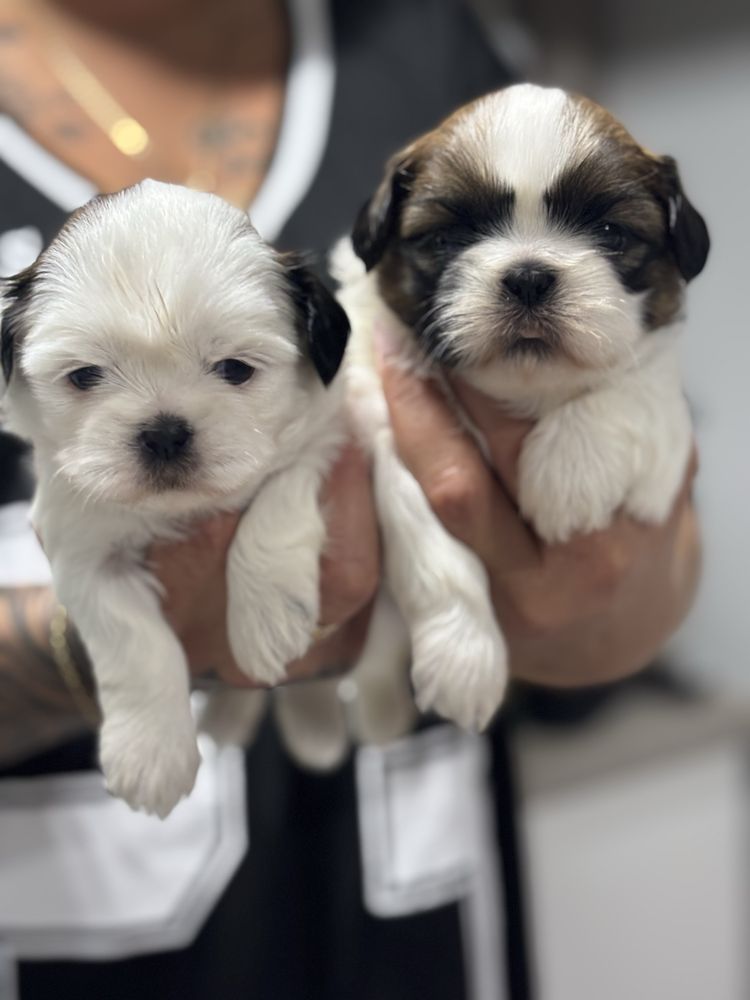 Szczeniak Shih Tzu- MILKA do rezerwacji
