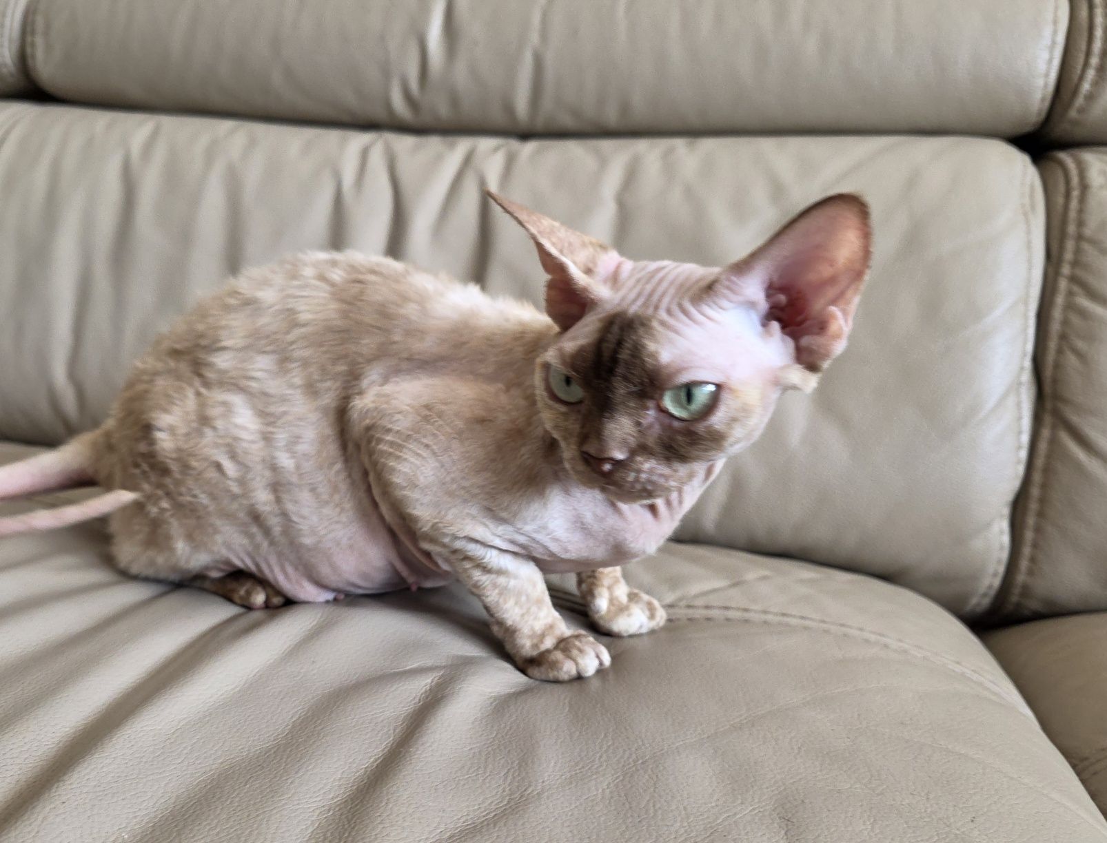 Devon Rex - Endorfinka - Gotowa do zmiany domku - Trójmiasto
