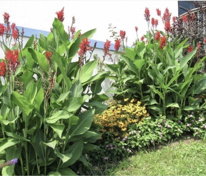 Канни квіти пальмолисті (клубні)