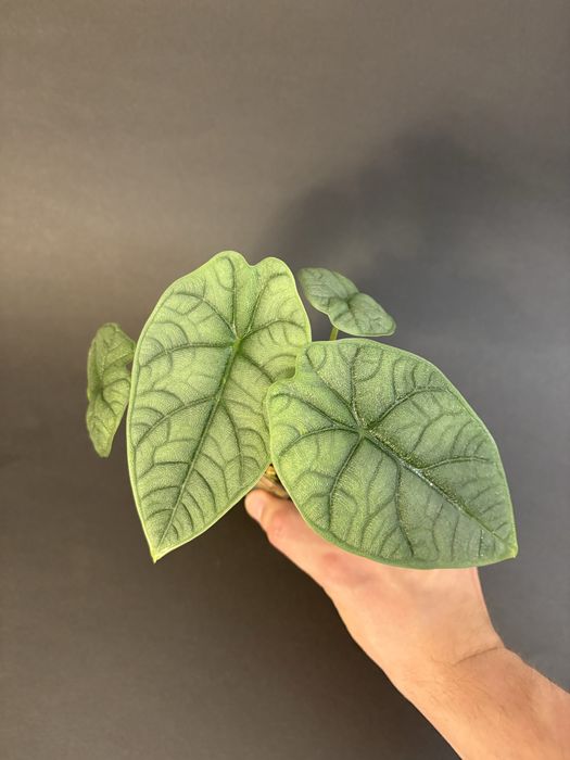 Alokazja - nadwyżki - gęsto!