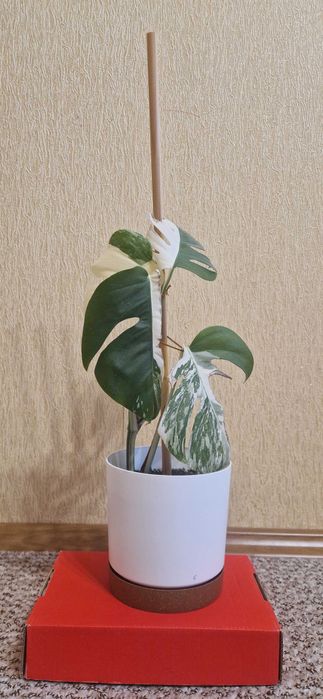 Рослина Вазон Монстера Альба варієгатна ( альбіно ).Ціна з горщиком